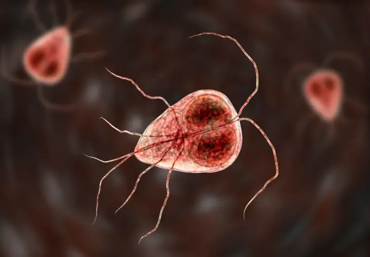Mikroskopijny obraz pasożyta Giardia, który może powodować problemy zdrowotne u kotów.
