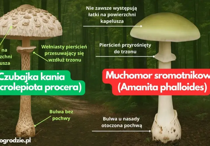 Czubajka kania, z łuskami na kapeluszu i ruchomym pierścieniem, kontra muchomor sromotnikowy.
