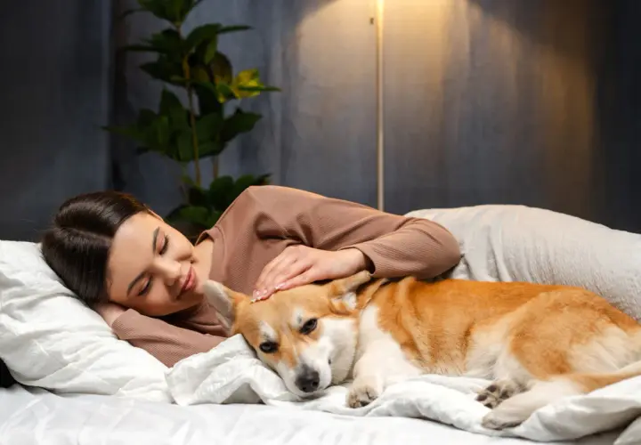 Corgi śpi przy głowie swojej pani, która go głaszcze. To dowód, dlaczego pies śpi przy głowie – dla poczucia bezpieczeństwa i bliskości.
