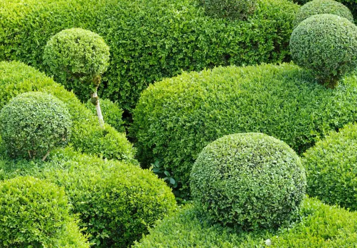 Grüne Kugeln und Hecken, eine perfekte alternative zum Buchsbaum. Ein gepflegter Garten mit verschiedenen Formen.