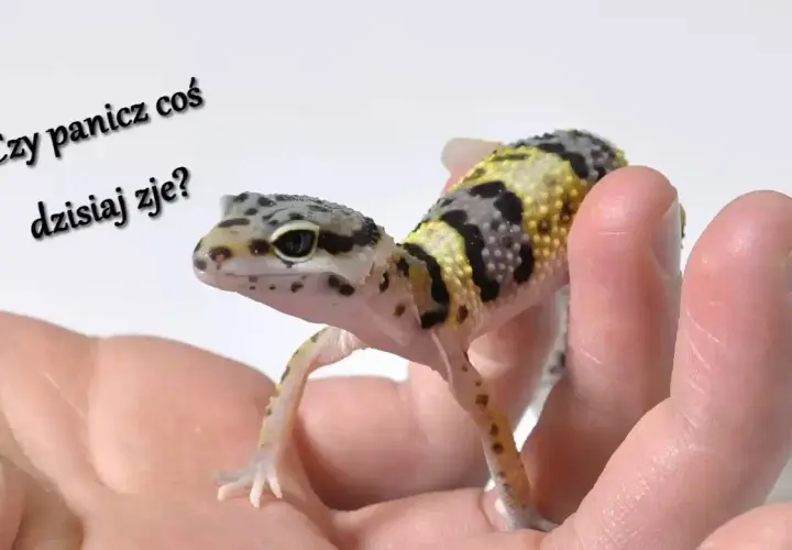 Jak często karmić gekona lamparciego w zależności od jego wieku?