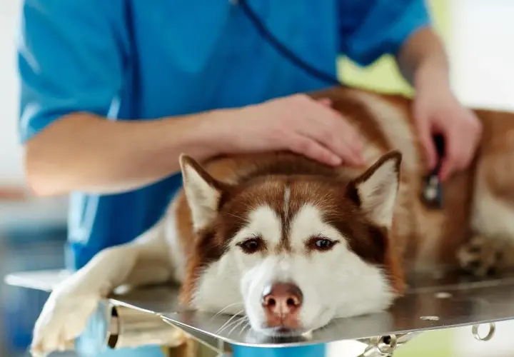 Weterynarz bada psa z wodobrzuszem. Pies rasy husky leży na stole, weterynarz osłuchuje go stetoskopem.