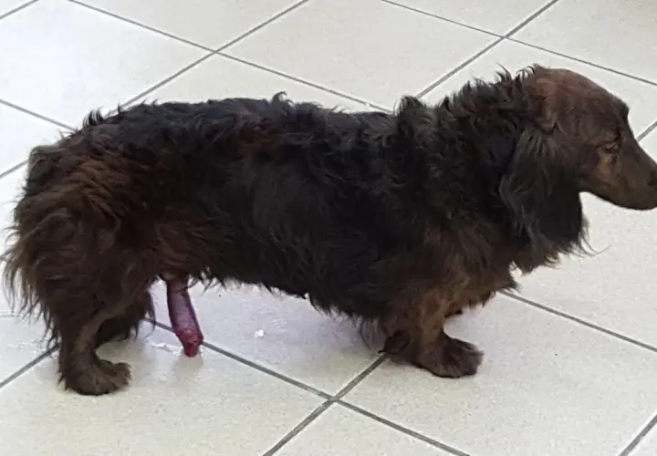 Perro salchicha de pelo largo con el pene expuesto. Si te preguntas qué hacer cuando se le sale el pito al perro, busca ayuda veterinaria.