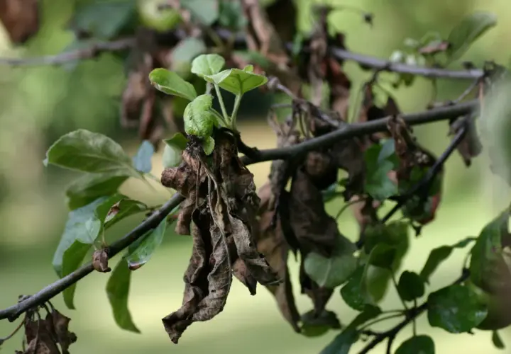 Sur une branche de pommier, des feuilles vertes côtoient des feuilles mortes et desséchées, témoignage d'un cycle naturel.