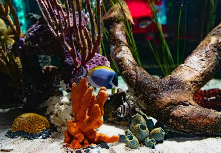 Ett vackert möbelakvarium med en blå och gul fisk som simmar bland koraller och drivved.