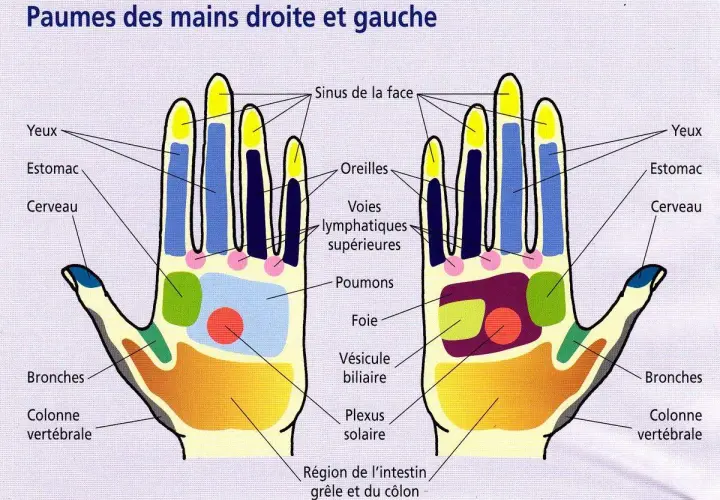 Schéma des points réflexes des paumes des mains, utile pour le point massage hypertension et d'autres zones du corps.