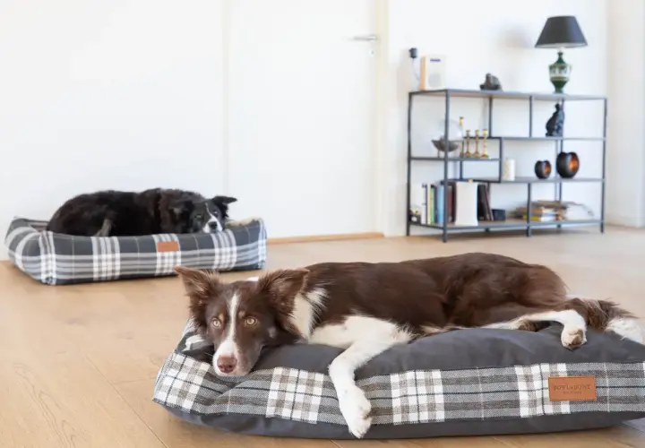 Dwa border collie odpoczywają na wygodnych legowiskach. Jedno legowisko dla border collie jest w kratę, drugie w ciemniejszym odcieniu.