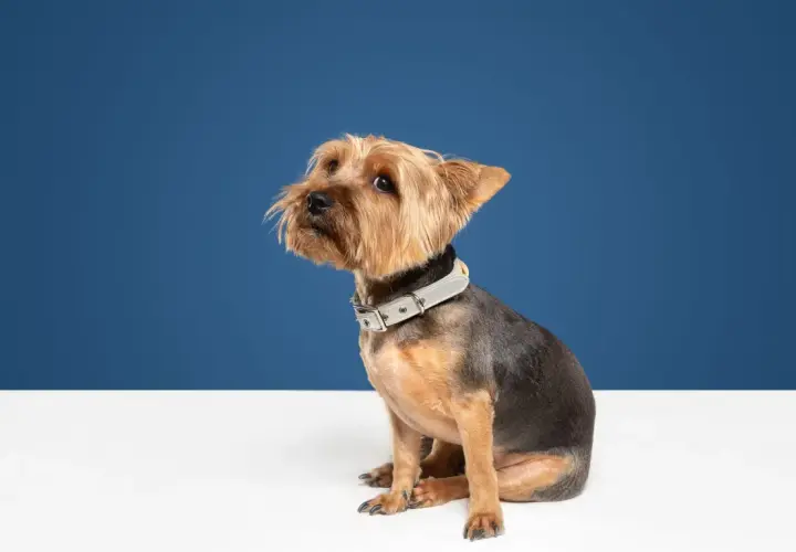 Un perro yorkshire terrier, con cara de perro castigado, sentado con un collar gris sobre un fondo azul.