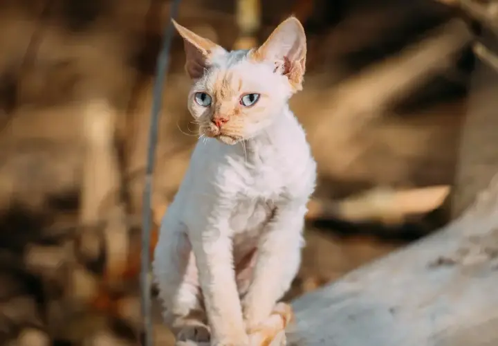 Ile kosztuje Devon Rex? Pełny koszt zakupu i utrzymania