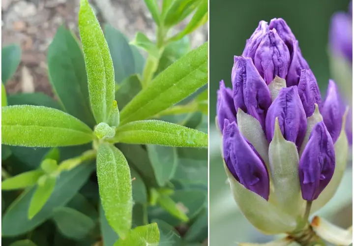 Zielony rododendron nie kwitnie, ale jego pąki zapowiadają fioletowe piękno.