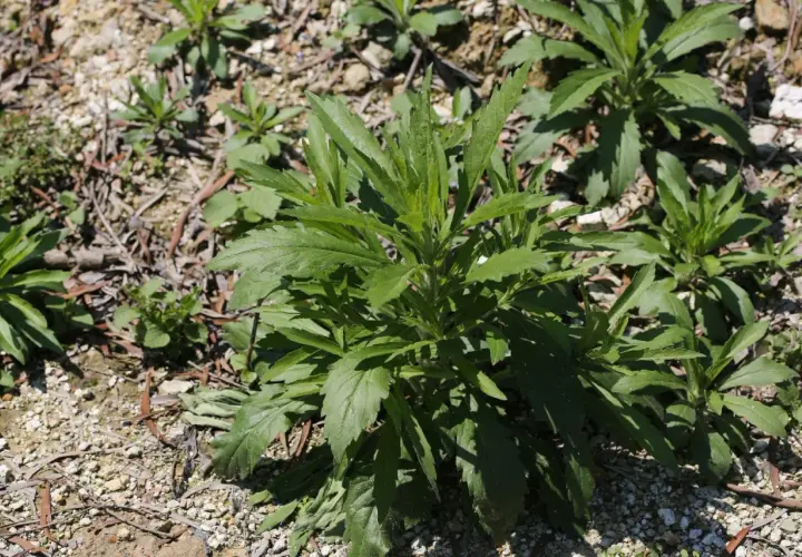 Un cespuglio di erigeron canadensis con foglie verdi e frastagliate cresce su un terreno ghiaioso e secco.