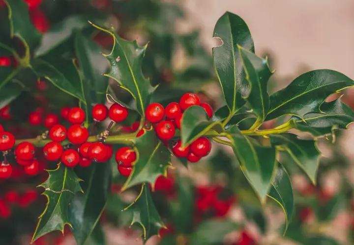 Gałązka ostrokrzewu z czerwonymi owocami, idealna na "holly jolly" tłumaczenie.