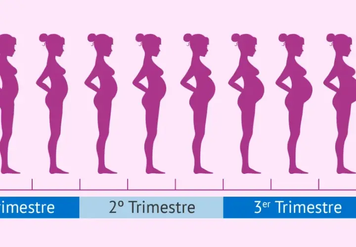 Siluetas muestran cómo cambia el cuerpo de una mujer y cuando empieza a crecer la barriga en el embarazo, hasta el nacimiento.