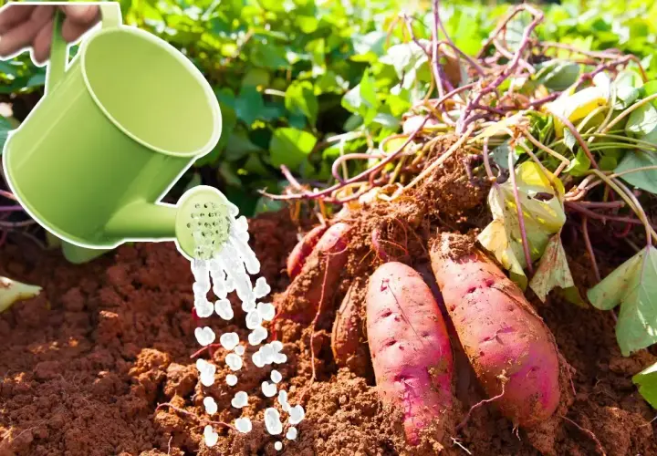 Arrosage de patates douces fraîchement récoltées. L'eau tombe d'un arrosoir vert sur la terre brune et les tubercules rouges.