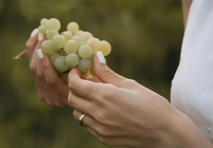 Manos con uñas blancas sostienen un racimo de uvas verdes, como si soñar con uvas fuera posible.
