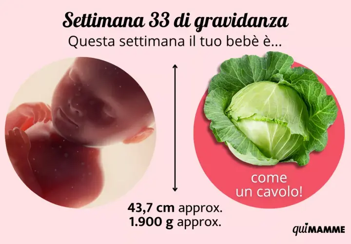 A 33 settimane di gravidanza quanti mesi sono? Il tuo bimbo è grande come un cavolo, lungo 43,7 cm e pesa 1.900 g.