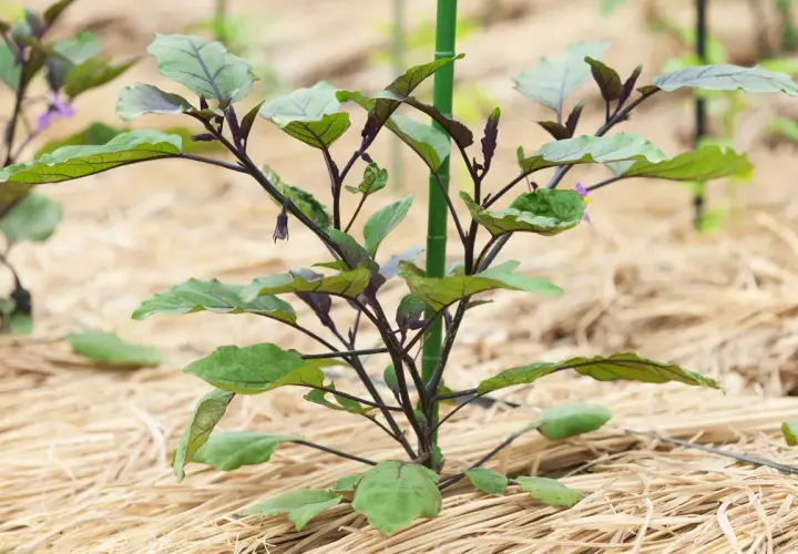 Jeune plant d'aubergine aux feuilles vertes et pourpres, protégé par un paillage potager de paille.