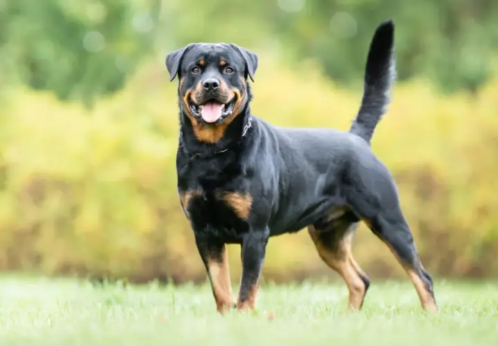 Ein freundlicher Rottweiler, einer von den grossen Hunden, steht im Gras und lächelt.