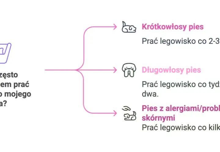 Jak prać legowisko psa? Praktyczny poradnik dla czystości