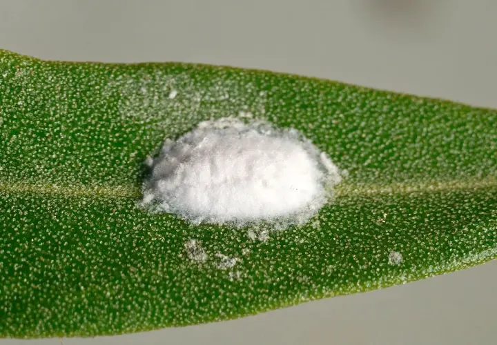 Gros plan d'une cochenille cotonneuse, recouverte de cire blanche, sur une feuille d'olivier verte et texturée.