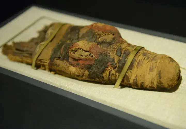 Muzeum sztuk użytkowych w Poznaniu: historia, zbiory i atrakcje