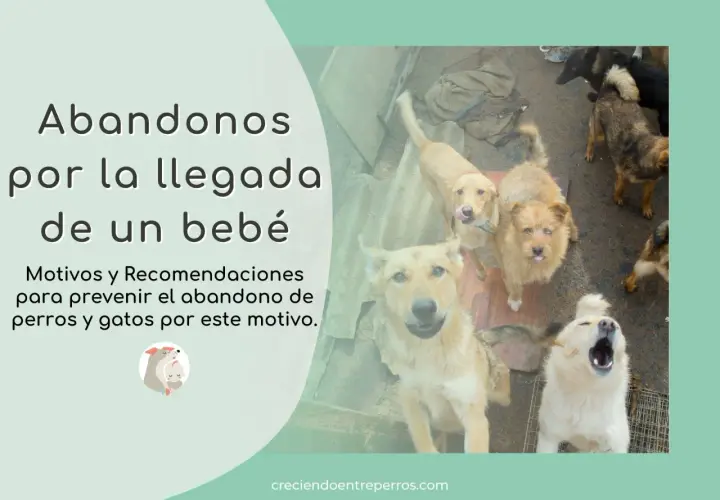 Perros mirando hacia arriba, algunos con la lengua afuera. El texto habla sobre el abandono animal por la llegada de un bebé.