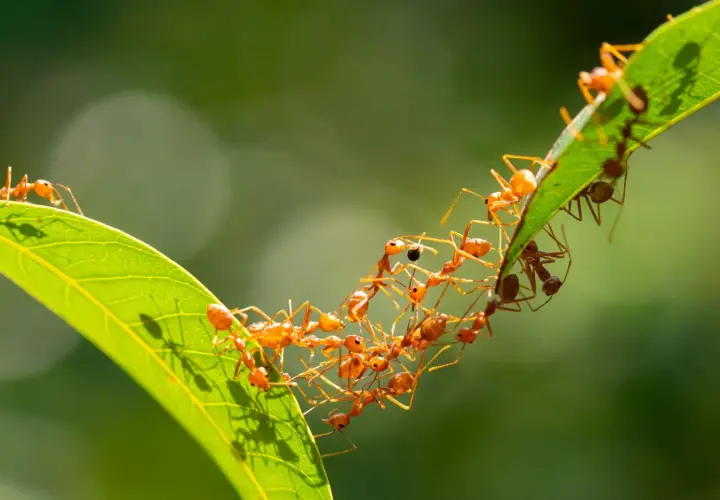 Eine Kolonie von roten Ameisen bildet eine lebende Brücke über ein Blatt. Man fragt sich, wie viele Ameisen leben in einem Ameisenhaufen, wenn sie so zusammenarbeiten.
