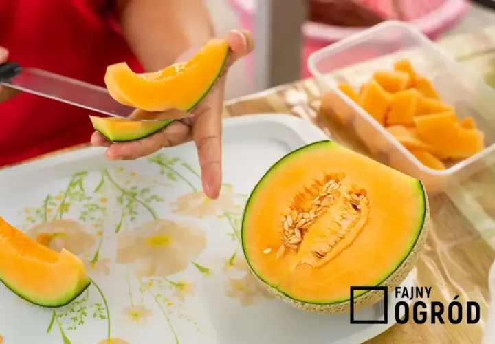 Żółty melon: Jak wybrać idealny i zaskoczyć smakiem? Przepisy!