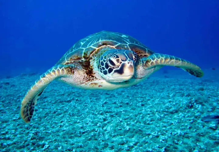 Tortuga marina de gran tamaño nadando en aguas azules profundas. Es como soñar con tortugas, una visión serena y majestuosa.
