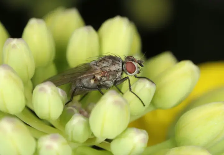 Eine kleine Kohlfliege mit roten Augen sitzt auf hellgrünen Knospen.