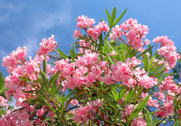 Gros plan sur des fleurs de laurier rose roses éclatantes sous un ciel bleu vif. L'exposition parfaite pour admirer leur beauté.