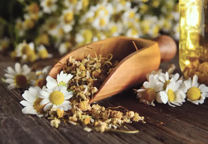 Manzanilla seca en cuchara de madera, flores frescas y aceite, destacando los beneficios de la manzanilla para la salud y el bienestar.