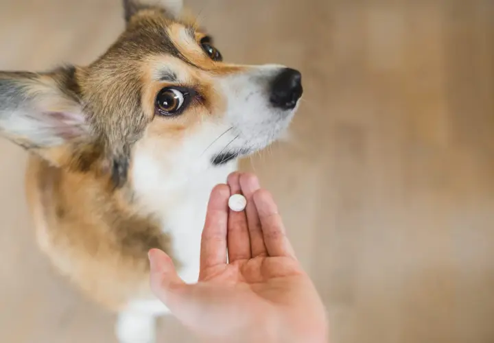 Corgi patrzy na tabletkę. Zastanawiasz się, po jakim czasie działa tabletka na odrobaczenie psa?