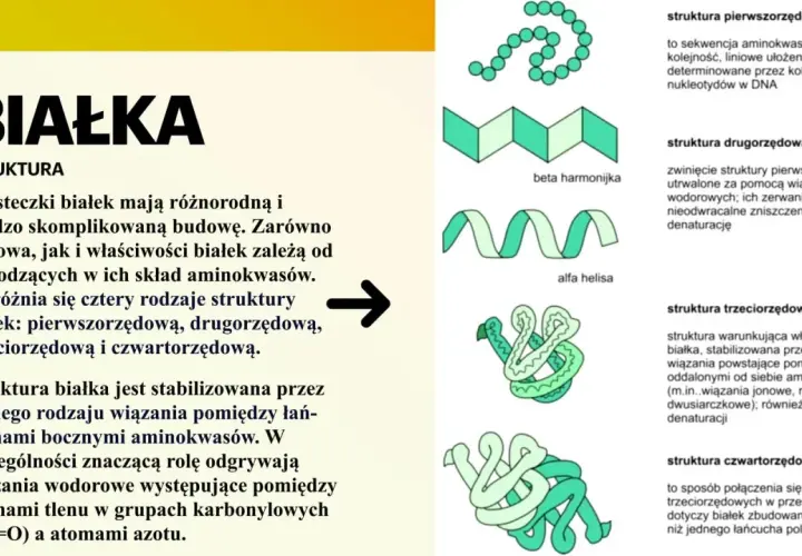 Ilustracja przedstawia cztery rodzaje struktury białek: pierwszorzędową, drugorzędową (beta harmonijka, alfa helisa), trzeciorzędową i czwartorzędową.