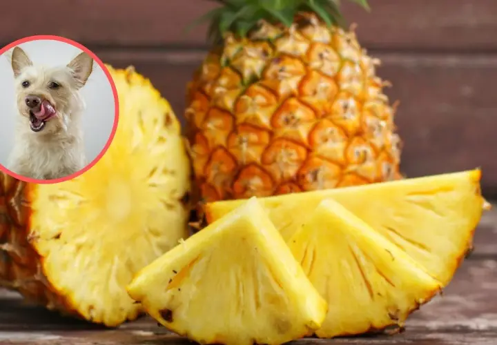 Czy pies może jeść ananasa? Słodki ananas i ciekawy piesek na zdjęciu sugerują, że tak, ale z umiarem.