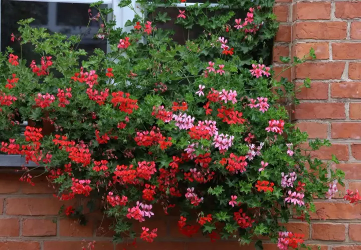 Obficie kwitnące pelargonie bluszczolistne sadzonki w czerwonych i różowych odcieniach zdobią okno, tworząc kaskadę kolorów na tle ceglanej ściany.