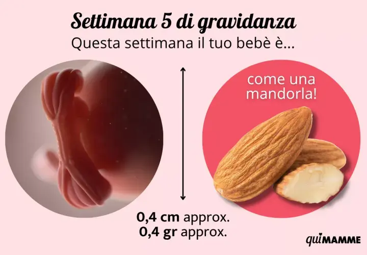 A 5 settimana di gravidanza, il tuo bebè è grande come una mandorla, circa 0,4 cm e 0,4 gr.