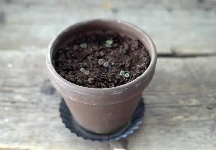 Små palettblad-plantor med lila kanter, som små spacecake-frön, spirar i en terrakottakruka på en träyta.