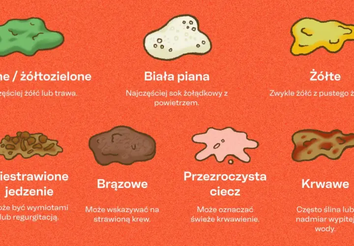 Niestrawione jedzenie w psich wymiocinach może oznaczać problemy z trawieniem.