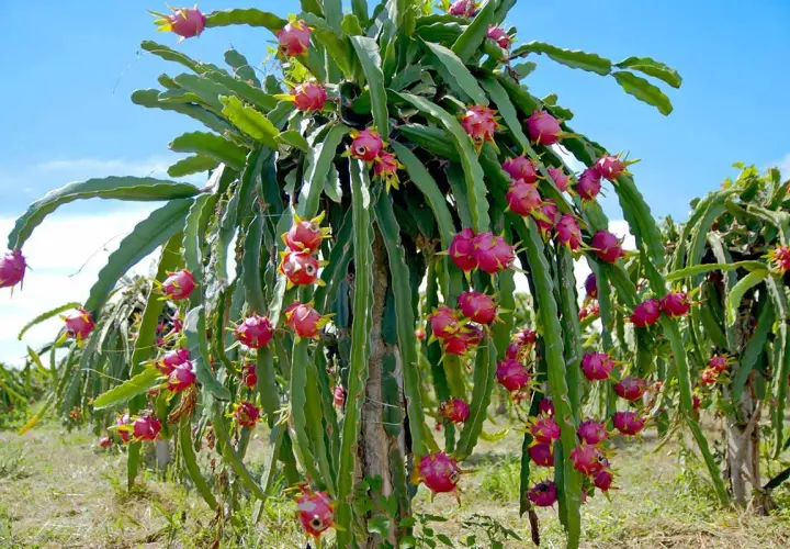 En planta av hylocereus undatus, full av rosa drakfrukter, hänger från sina gröna stammar mot en blå himmel.