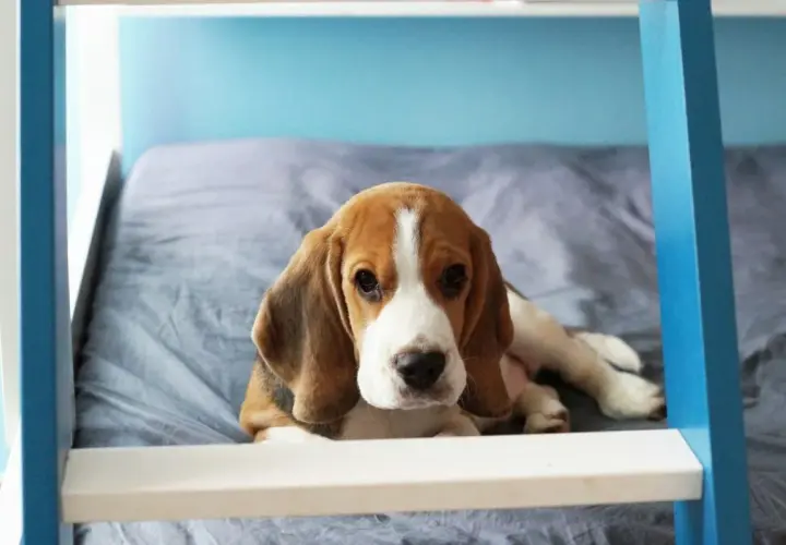 Uroczy szczeniak beagle leży na łóżku. Zastanawiasz się, ile żyją beagle?