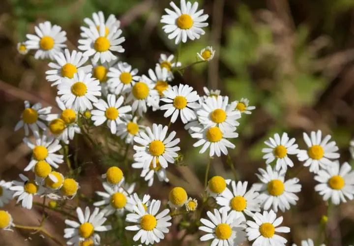 Ein Feld voller Kamille Arten. Die kleinen weißen Blüten mit gelben Zentren sind im Sonnenlicht zu sehen.