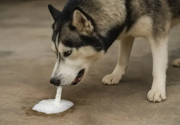 Siberian husky pies wymiotuje niestrawionym jedzeniem. Piana wydobywa się z jego pyska na betonową podłogę.