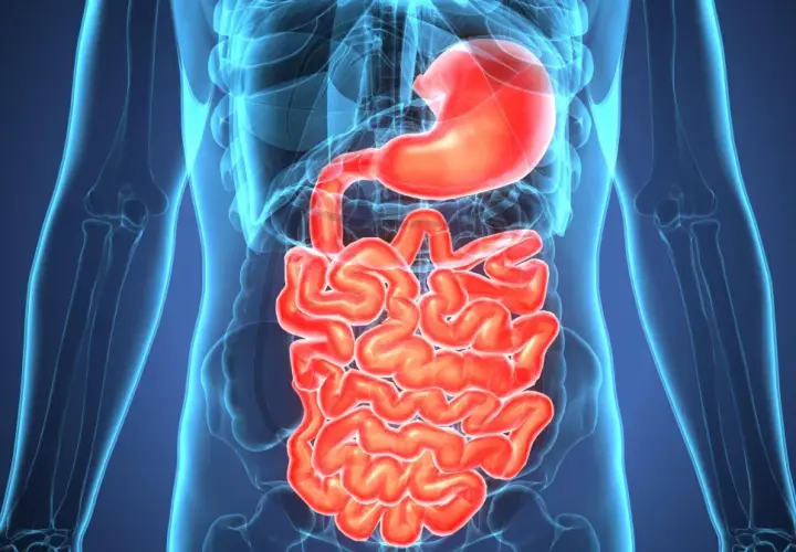Anatomical rendering of the human digestive system, highlighting the stomach and intestines. Wavy, red intestines are visible within a translucent blue outline of the human torso. This image can help illustrate zapalenie jelit objawy.