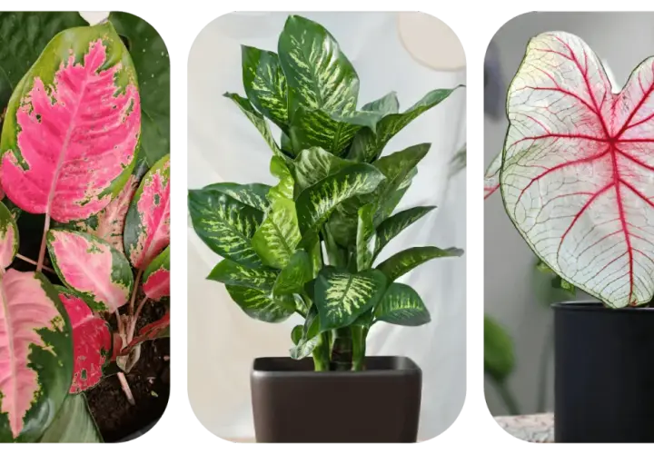 Aglaonema o różowych liściach, zielona dracena i kaladium z czerwonymi żyłkami. Do uprawy aglaonemy najlepsza będzie lekka, przepuszczalna ziemia.