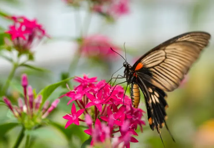 Ein großer Schmetterling mit orange-schwarzen Flügeln sitzt auf leuchtend pinken Blüten.