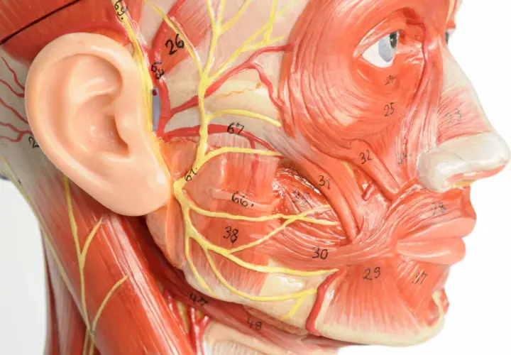 Anatomisches Modell des Kopfes mit Muskeln, Nerven und Blutgefäßen. Zeigt die Komplexität des Kiefers, relevant für die Osteopathie.