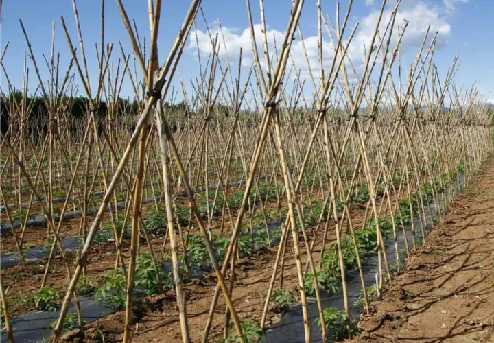 Filari di canne di bambù a forma di A, ideali per capire come legare i pomodori in modo che crescano forti e sani.