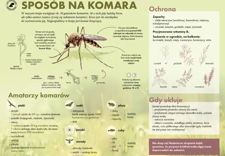 Komar z aparatem gębowym, schemat jego rozwoju i ilustracje roślin odstraszających owady.
