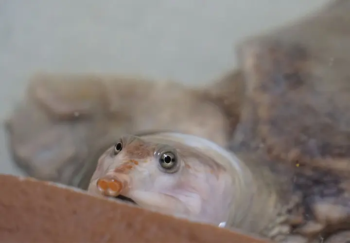 Una tortuga cuello de serpiente emerge curiosa del agua, con sus ojos redondos y su hocico distintivo.